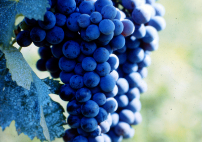 Alles wat u moet weten over rode wijn van de Blaufränkisch druif