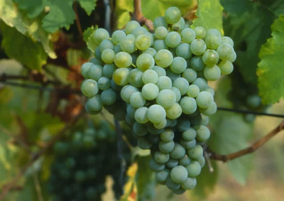 Grüner Veltliner de druif voor witte wijn in Oostenrijk