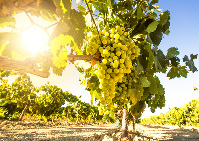 Alle praktische informatie over Spaanse witte droge Verdejo wijn