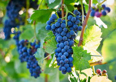 Acht van de bekendste blauwe druivensoorten voor het maken van rode wijn