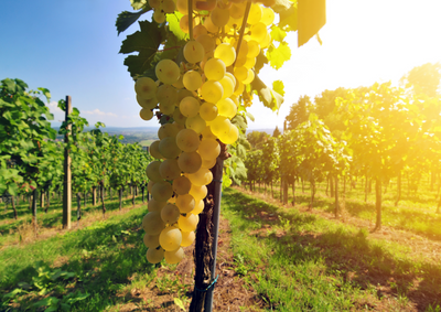Tien van de bekendste witte druivensoorten voor het maken van witte wijn